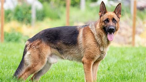 Image result for German Shepherd Exercise Chart