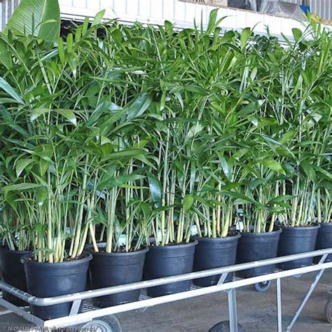 Outdoor Palm Plants For Sale at Gabrielle Pillinger blog