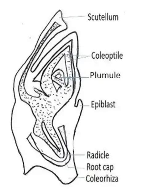 Draw a well-labelled diagram of the L.S of embryo of grasses. How does ...