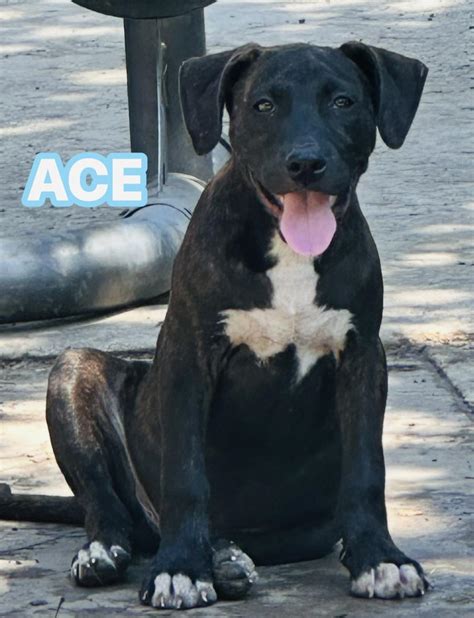 Dog for adoption - Ace, a Labrador Retriever Mix in Wheeling, WV ...