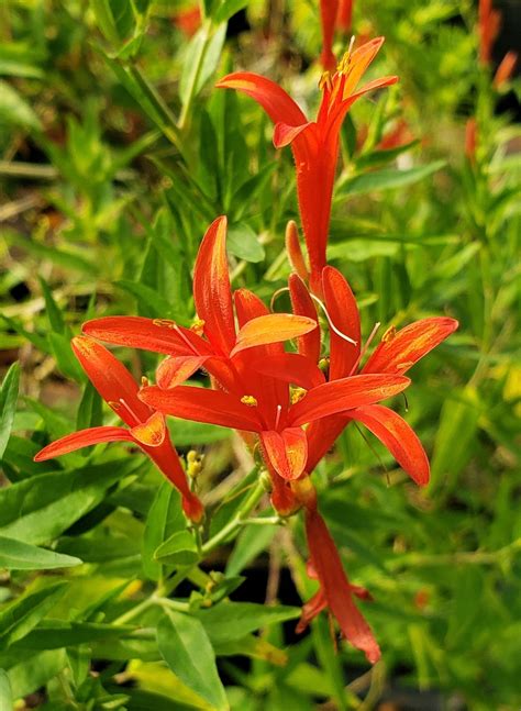 Flame Red Hummingbird Bush, Flame Acanthus, Wright's Desert Honeysuckle ...
