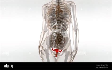 Image result for Human Reproduction Animation Video