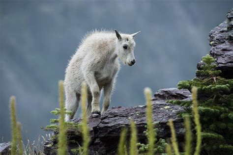 Mountain Goat Kid Free Stock Photo - Public Domain Pictures