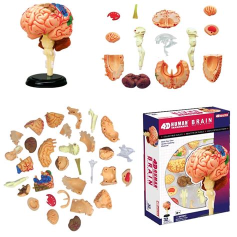 Buy Experimental Teaching Research Tools Brain Anatomical Model - 32 ...