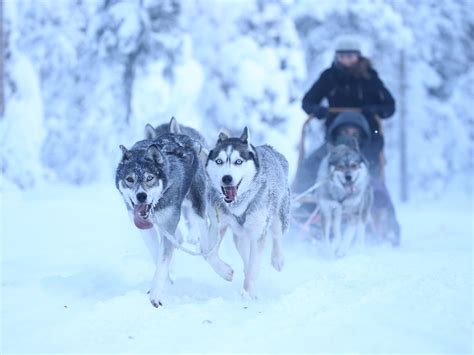 TUNDRA HUSKIES HUSKYFARM (2026) All You Need to Know BEFORE You Go ...