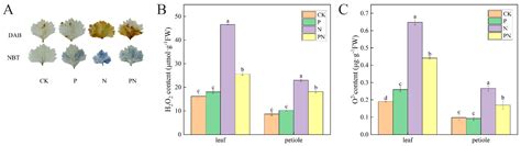 Exogenous Proline Enhances Systemic Defense against Salt Stress in ...