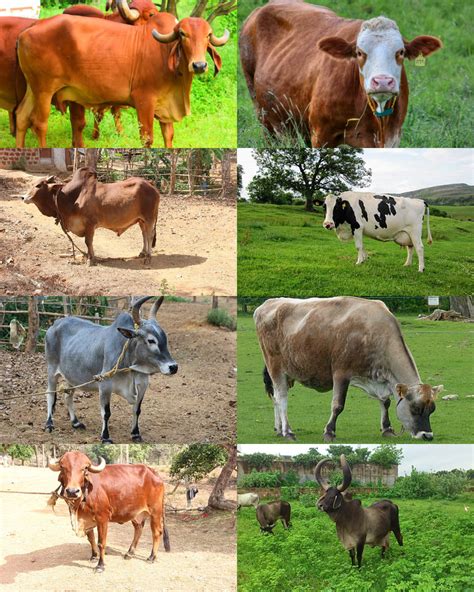 Dairy farming and the various breeds involved — lesson. Science State ...