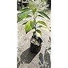Spices Plants Live Indian Bay Leaf Plant Tejpatta Spice tree (Big/Long ...