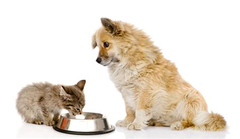 Are Dogs And Cats Carnivores Or Omnivores
