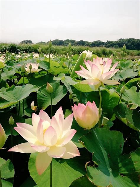 KARAKO MARSH PARK LOTUS POND - All You Need to Know BEFORE You Go 2026 ...