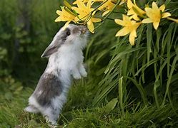 Image result for Beautiful Spring Baby Animals Wallpaper