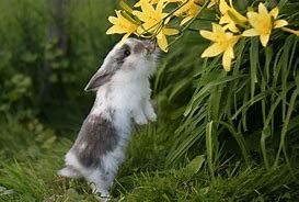 Image result for Spring+Baby+Bunnies