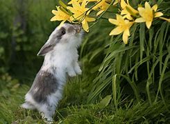 Image result for Spring+Baby+Bunnies