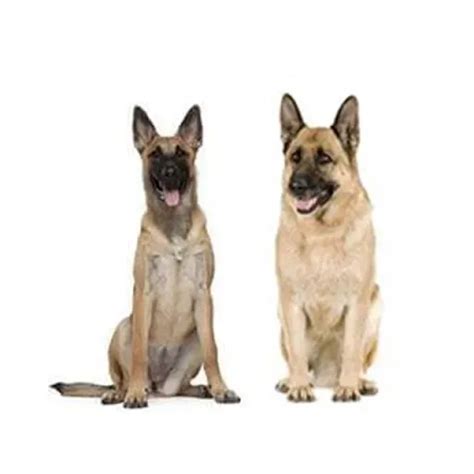 Belgian Malinois vs German Shepherd Differences | Pedigree