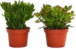 WG Wood Gibbs Rhipsalis Cereuscula Plant Price in India - Buy WG Wood ...