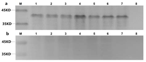 A Novel Peptide Isolated from a Phage Display Peptide Library Modeling ...