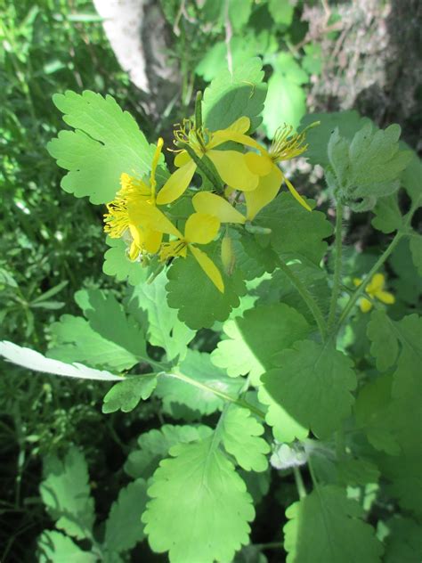 La Mar de VeRde: CHELIDONIUM MAJUS O FLOR DE LA GOLONDRINA