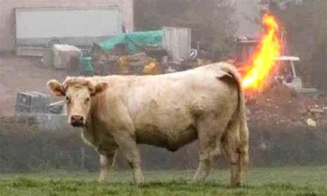 90 Cows 'Fart' And 'Burp' Altogether, Exploded An Entire Farm, One ...