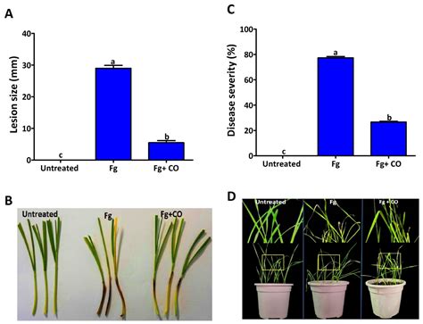 Biocontrol Efficacy of Endophyte Pseudomonas poae to Alleviate Fusarium ...