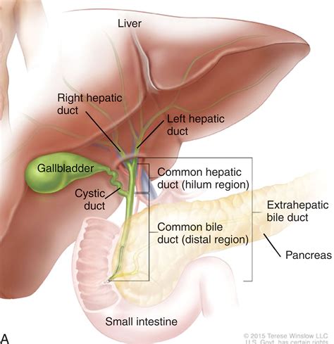 The Gallbladder and the Biliary System - Clinical Tree