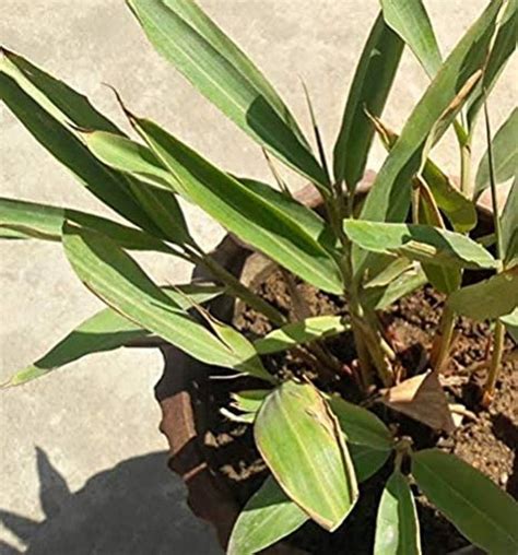 Kapebonavista Lodhra Lodha Racemosa plant, it is a plant not a seed ...