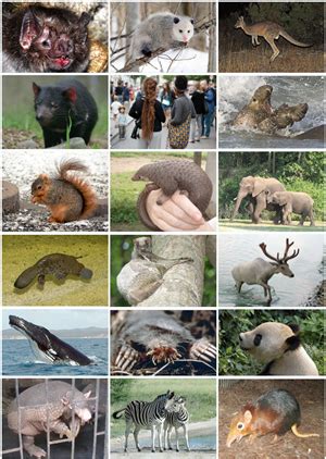Phylum chordata: Reptiles, Aves, Mammals — lesson. Science State Board ...