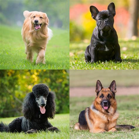 18 Funniest Dog Breeds That are Natural Entertainers