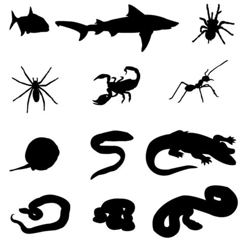 Image result for Alligator with Dead Python