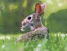 Image result for Baby Rabbit Art