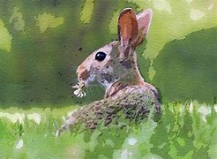 Image result for Simple Rabbit Painting
