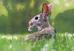 Image result for Watercolor Bunnies