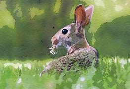 Image result for Painting Cat Toy Rabbit
