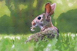 Image result for Watercolor Bunnies Drawing