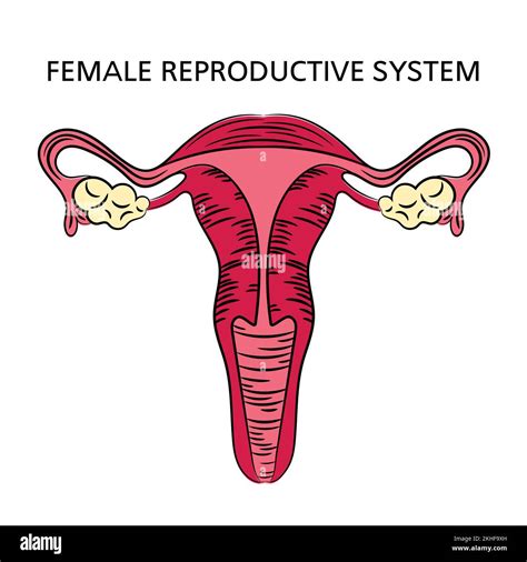 Diagram Of Male Reproductive System - Face Surgery