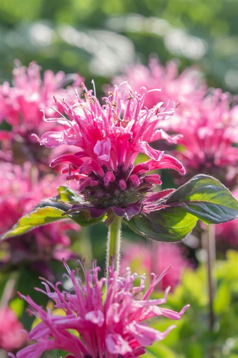 Monarda Cranberry Lace (Bee Balm) - Bergamot Plants | DutchGrown™ UK