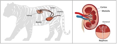 Chronic Kidney Disease in Felines - FELIDA Big Cat Sanctuary - a ...