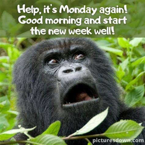 Good morning monday funny picture gorilla - picturesdown.com