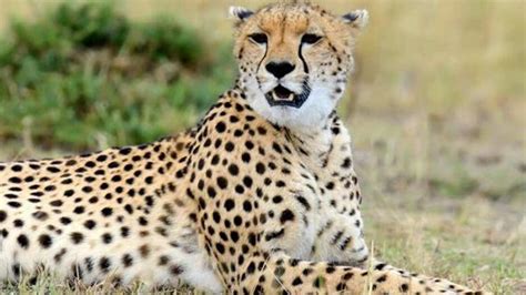 12 South African cheetahs to land in India on Saturday; MP’s Kuno park ...