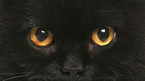 Mystic Gaze: HD Black Cat Eye Wallpaper