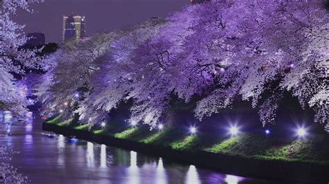 Cherry Blossom Night Wallpapers - Top Free Cherry Blossom Night ...