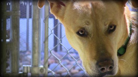 SPCA OF NORTHERN NEVADA SHELTER - Reno NV - Hours, Directions, Reviews ...