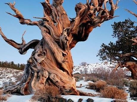 世界上最古老的树生长在智利峡谷，树龄可能超过 5000 岁，其中还有哪些值得关注？ - 知乎