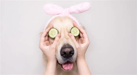 Grooming at Pet Planet - Pet Planet