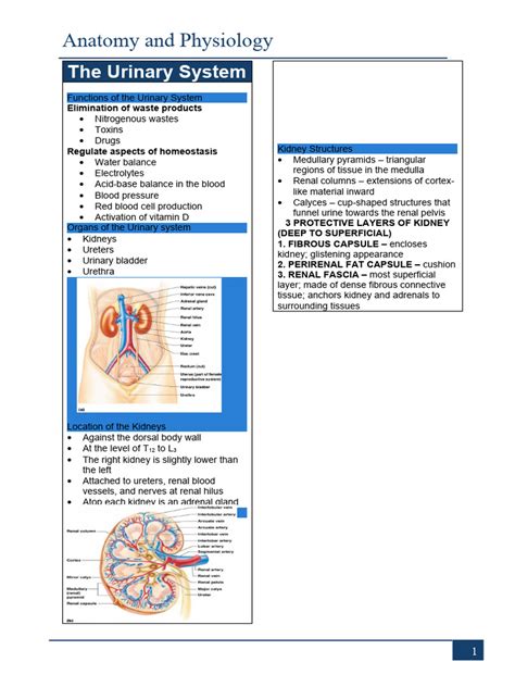 Image result for Urinary System.pdf