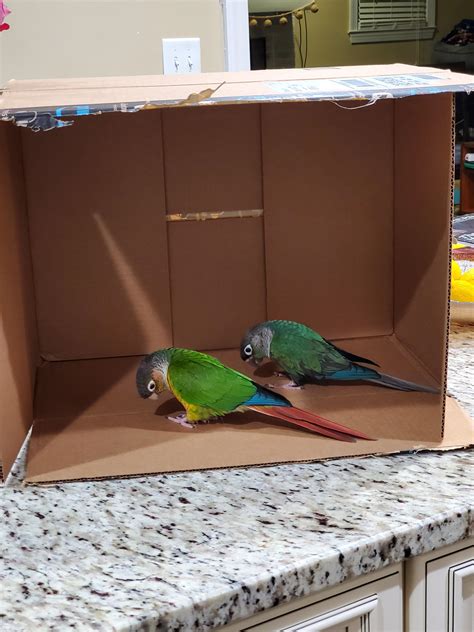 Image result for Bird Box for Conures