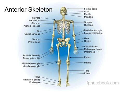 Bone Parts Diagram – Anatomy System – Human Body Anatomy diagram and chart images