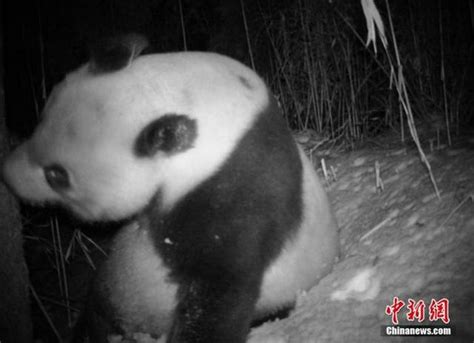 可爱！四川卧龙首次拍到野生大熊猫双胞胎_手机新浪网