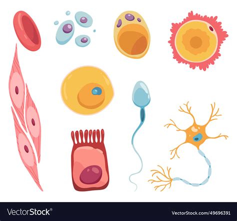Image result for Human Cell Types and Functions