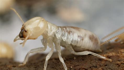 Residential | Restaurant | Pest Control Services in Hyderabad India
