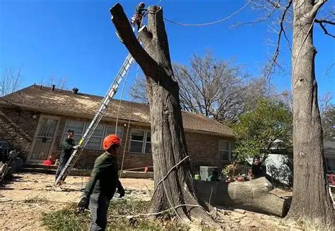 Tree Removal Failures 的图像结果